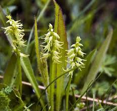 Attēlu rezultāti vaicājumam “Herminium monorchis flower”