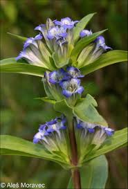 Attēlu rezultāti vaicājumam “Gentiana cruciata flower”