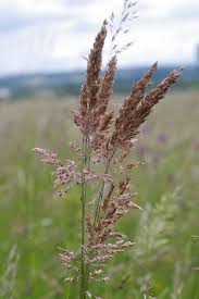 Attēlu rezultāti vaicājumam “Holcus lanatus”