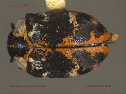 Attēlu rezultāti vaicājumam “Anthrenus scrophulariae”