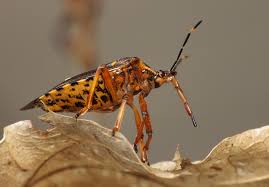 Attēlu rezultāti vaicājumam “Pinthaeus sanguinipes imago”