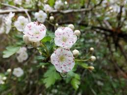 Attēlu rezultāti vaicājumam “Crataegus laevigata flower”