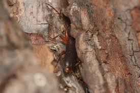 Attēlu rezultāti vaicājumam “Nothorhina punctata”