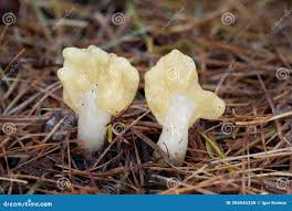 Attēlu rezultāti vaicājumam “Spathularia flavida”