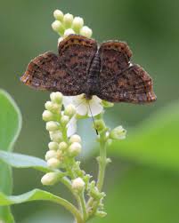 Attēlu rezultāti vaicājumam “Bitoma crenata imago”