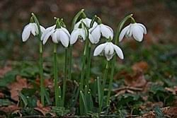 Attēlu rezultāti vaicājumam “Galanthus nivalis”