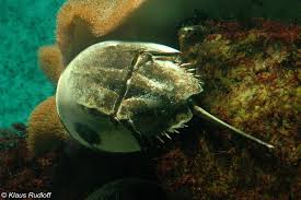 Image result for Limulus polyphemus