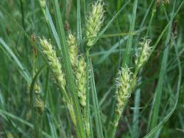 Attēlu rezultāti vaicājumam “Carex hirta”