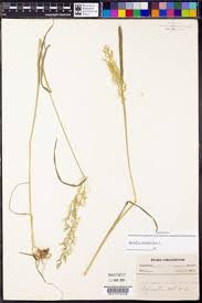 Attēlu rezultāti vaicājumam “Agrostis stolonifera subsp. straminea”