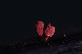 Attēlu rezultāti vaicājumam “Cribraria cancellata var. fusca stalked”