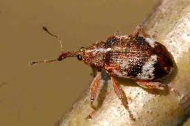 Attēlu rezultāti vaicājumam “Anthonomus pomorum”