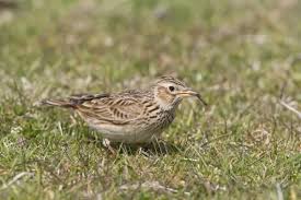 Attēlu rezultāti vaicājumam “Alauda arvensis adult”