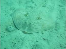 Image result for Raja radula