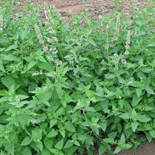 Image result for Nepeta cataria