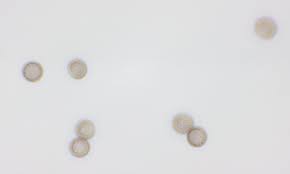 Attēlu rezultāti vaicājumam “Stemonitis axifera var. smithii young”