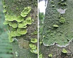 Attēlu rezultāti vaicājumam “Coenogonium pineti”