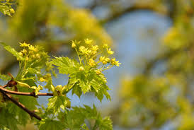 Attēlu rezultāti vaicājumam “Acer platanoides flower”