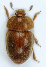 Attēlu rezultāti vaicājumam “Cychramus luteus”