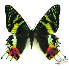 Attēlu rezultāti vaicājumam “Bupalus piniaria female”