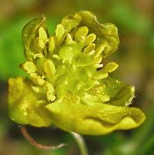 Attēlu rezultāti vaicājumam “Ranunculus auricomus”