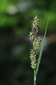 Attēlu rezultāti vaicājumam “Carex buxbaumii”