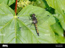 Attēlu rezultāti vaicājumam “Leucorrhinia pectoralis female”