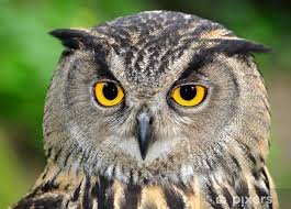 Attēlu rezultāti vaicājumam “Bubo bubo”