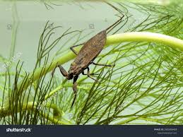 Attēlu rezultāti vaicājumam “Nepa cinerea nymph”