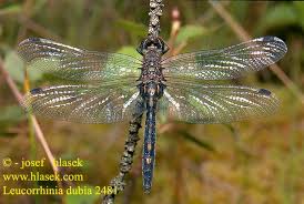 Attēlu rezultāti vaicājumam “Leucorrhinia dubia male”