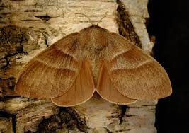 Attēlu rezultāti vaicājumam “Macrothylacia rubi”