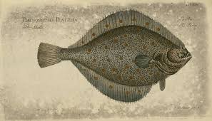 Image result for Pleuronectes platessa