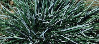 Attēlu rezultāti vaicājumam “Sesleria caerulea leaf”