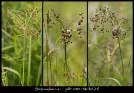 Attēlu rezultāti vaicājumam “Scirpus sylvaticus fruit”