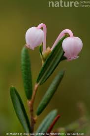 Attēlu rezultāti vaicājumam “Andromeda polifolia”