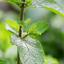 Image result for Mentha piperita