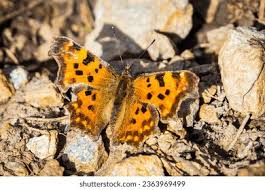 Attēlu rezultāti vaicājumam “Nymphalis polychloros”