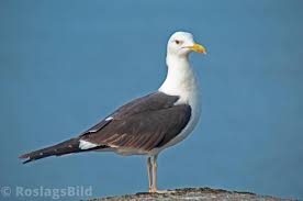 Attēlu rezultāti vaicājumam “Larus marinus”