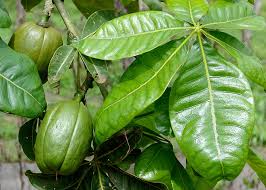 Attēlu rezultāti vaicājumam “Oenanthe aquatica fruit”