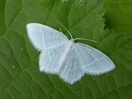 Attēlu rezultāti vaicājumam “Chlorissa viridata”