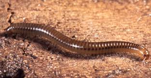 Attēlu rezultāti vaicājumam “Myriapoda”
