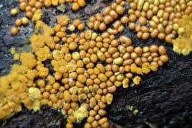 Attēlu rezultāti vaicājumam “Trichia varia sessile”