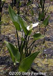 Attēlu rezultāti vaicājumam “Calla palustris”