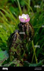 Attēlu rezultāti vaicājumam “Podophyllum hexandrum flower”