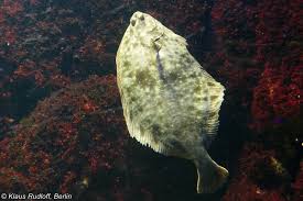 Image result for Hippoglossoides platessoides