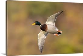 Attēlu rezultāti vaicājumam “Anas platyrhynchos male”