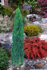 Attēlu rezultāti vaicājumam “Chamaecyparis lawsoniana”