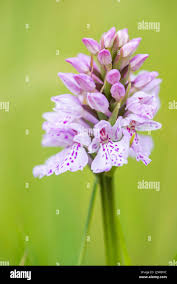 Attēlu rezultāti vaicājumam “Dactylorhiza maculata bud”