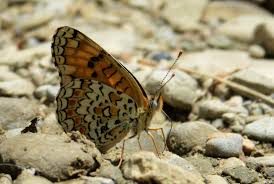 Attēlu rezultāti vaicājumam “Melitaea phoebe underside”