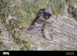 Attēlu rezultāti vaicājumam “Furcula bifida”