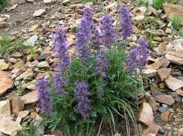 Image result for Phacelia